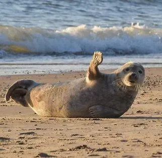 Het Toeval Koksijde